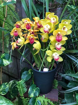 熱川バナナワニ園に投稿された画像（2024/2/4）