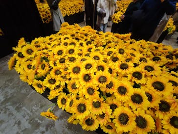 ゴッホ・アライブに投稿された画像（2024/2/4）