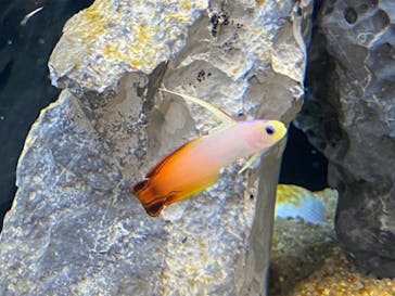 カワスイ 川崎⽔族館に投稿された画像（2024/2/4）