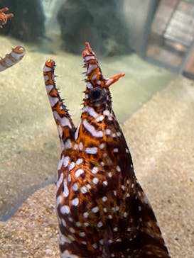 カワスイ 川崎⽔族館に投稿された画像（2024/2/4）