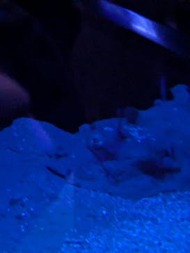 新江ノ島水族館に投稿された画像（2024/2/4）