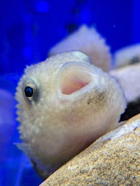 新江ノ島水族館に投稿された画像（2024/2/4）