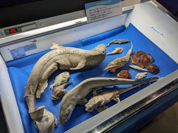 新江ノ島水族館に投稿された画像（2024/2/4）