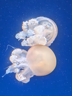 新江ノ島水族館に投稿された画像（2024/2/4）