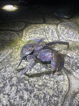 宮古島 ADVENTURE PiPi（ミヤコジマ アドベンチャー ピピ）に投稿された画像（2024/2/4）