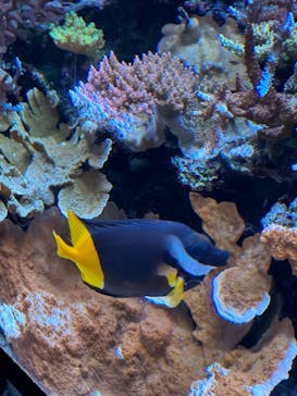 マクセル アクアパーク品川に投稿された画像（2024/2/4）