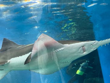 マクセル アクアパーク品川に投稿された画像（2024/2/4）