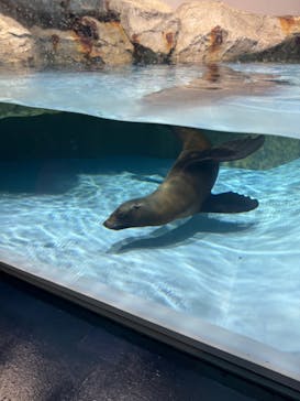 マクセル アクアパーク品川に投稿された画像（2024/2/4）