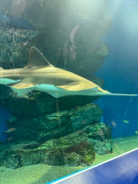 マクセル アクアパーク品川に投稿された画像（2024/2/4）