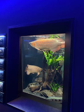 カワスイ 川崎⽔族館に投稿された画像（2024/2/4）