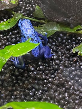 カワスイ 川崎⽔族館に投稿された画像（2024/2/4）