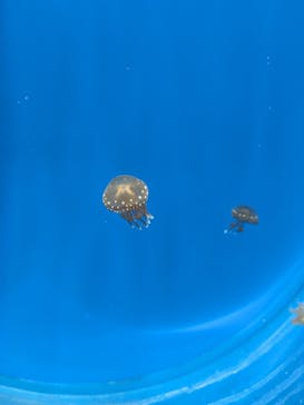 新江ノ島水族館に投稿された画像（2024/2/4）