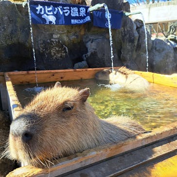 那須どうぶつ王国に投稿された画像（2024/2/4）