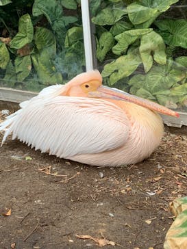 神戸どうぶつ王国に投稿された画像（2024/2/4）