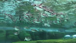 天王寺動物園に投稿された画像（2024/2/5）