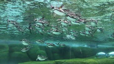 天王寺動物園に投稿された画像（2024/2/4）