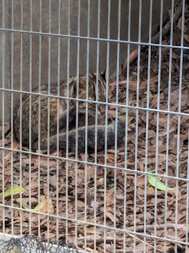 九十九島動植物園森きららに投稿された画像（2024/2/5）