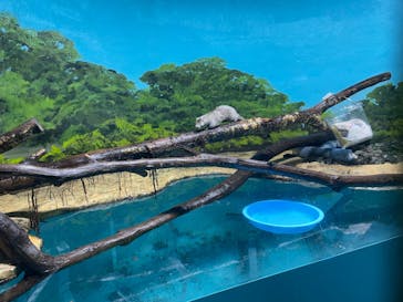 サケのふるさと 千歳水族館に投稿された画像（2024/2/5）