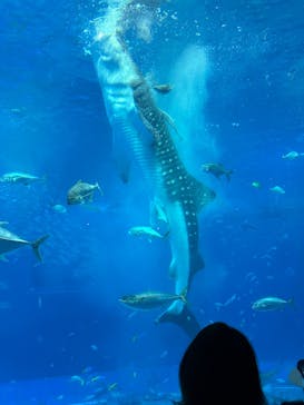 沖縄美ら海水族館に投稿された画像（2024/2/5）
