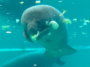 沖縄美ら海水族館に投稿された画像（2024/2/5）