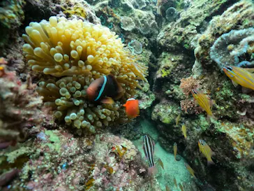 武藤潜水に投稿された画像（2024/2/5）