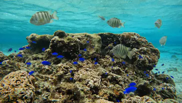 武藤潜水に投稿された画像（2024/2/5）