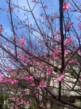 今帰仁城跡に投稿された画像（2024/2/5）