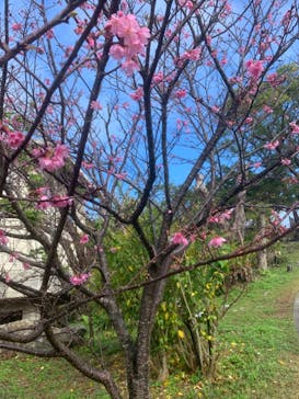 今帰仁城跡に投稿された画像（2024/2/5）