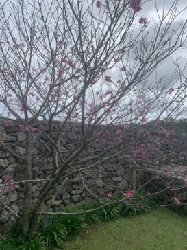 今帰仁城跡に投稿された画像（2024/2/5）