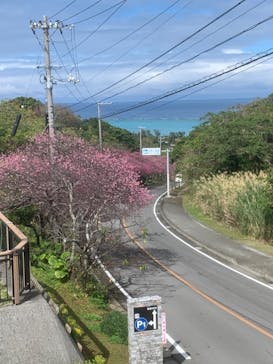 今帰仁城跡に投稿された画像（2024/2/5）