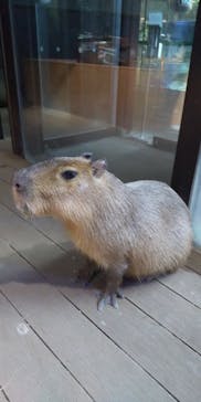 カワスイ 川崎⽔族館に投稿された画像（2024/2/5）