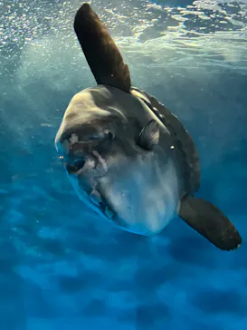 仙台うみの杜水族館に投稿された画像（2024/2/5）