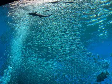仙台うみの杜水族館に投稿された画像（2024/2/5）