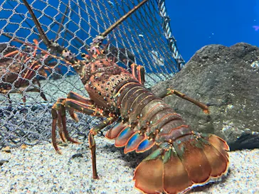 仙台うみの杜水族館に投稿された画像（2024/2/5）