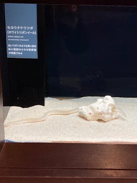 横浜開運水族館 フォーチュンアクアリウムに投稿された画像（2024/2/5）