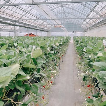 ICHIGOHOUSE.HITACHINAKAに投稿された画像（2024/2/5）