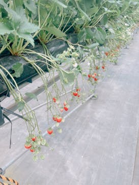 ICHIGOHOUSE.HITACHINAKAに投稿された画像（2024/2/5）