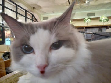猫カフェモカ　池袋東口店に投稿された画像（2024/2/5）