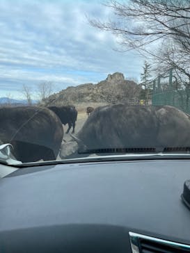 群馬サファリパークに投稿された画像（2024/2/5）