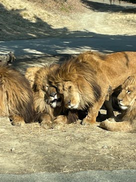 群馬サファリパークに投稿された画像（2024/2/5）