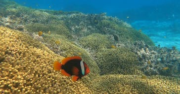 石垣島 ADVENTURE PiPi（イシガキジマアドベンチャーピピ）に投稿された画像（2024/2/5）