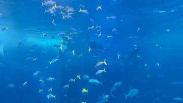 沖縄美ら海水族館に投稿された画像（2024/2/5）