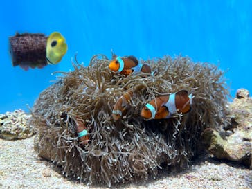 沖縄美ら海水族館に投稿された画像（2024/2/5）