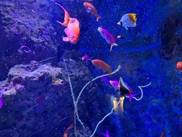 沖縄美ら海水族館に投稿された画像（2024/2/5）