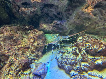 沖縄美ら海水族館に投稿された画像（2024/2/5）