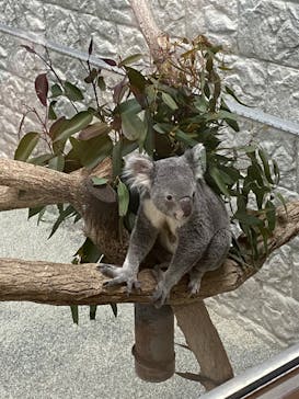 淡路ファームパーク イングランドの丘に投稿された画像（2024/2/5）