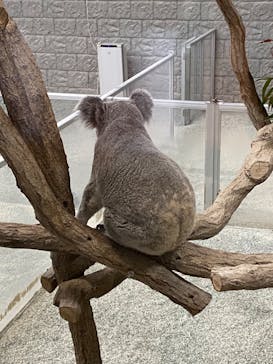 淡路ファームパーク イングランドの丘に投稿された画像（2024/2/5）