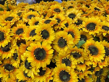 ゴッホ・アライブに投稿された画像（2024/2/5）