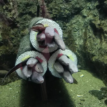 仙台うみの杜水族館に投稿された画像（2024/2/5）