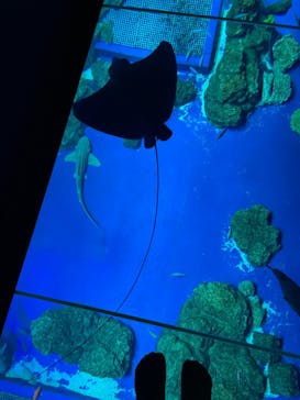 DMMかりゆし水族館に投稿された画像（2024/2/5）